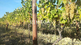 Na predaj pozemok - Vinica v obci Čerhov, okres Trebišov