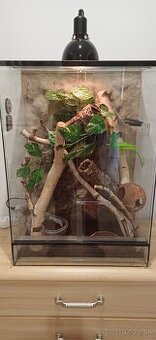 Pagekon riasnaty a terarium