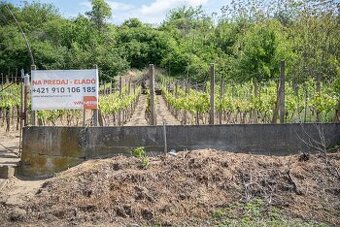 Exkluzívne Vám ponúkame na predaj vinicu s pozemkom