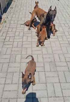 Belgický ovčiak malinois