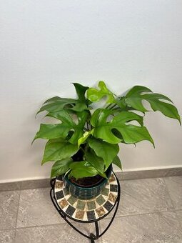 Monstera minima (Rhaphidophora tetrasperma)