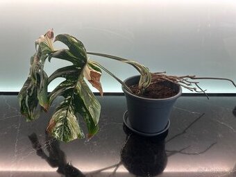 Monstera Albo