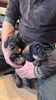 jazvečik hrubosrstý