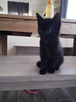 Darujeme mačiatka - 1