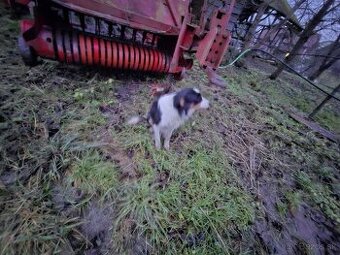 Fenka bordel kolia - 1