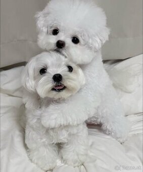 Nádherné šteniatka maltézskeho ovčiaka na adopciu.