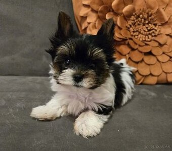 Biewer yorkshire terier Monty