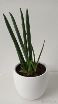 Predam sansevieru