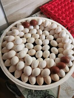 Násadové vajíčka Násadové vajcia