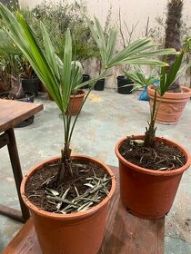 Mrazuvzdorná palma Trachycarpus Fortunei