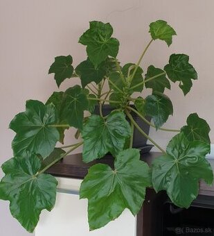 Begonia kralovska