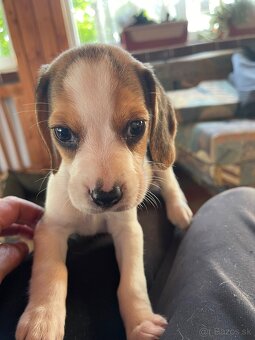Steniatká beagle, bígl, bigel
