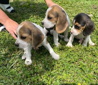 Steniatká beagle, bígl, bigel