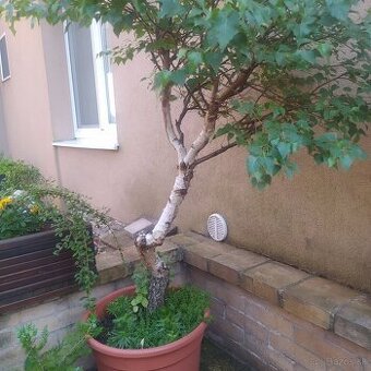 ▶️▶️breza-BONSAI-20 rokov ▶️▶️