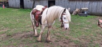 Hafling x irsky cob