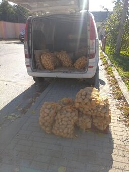 Zemiaky na zimné uskladnenie odroda Sorya