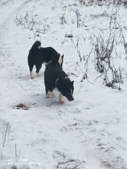 Karelsky Medvedí pes