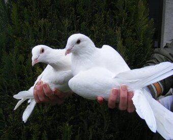 biele poštové holuby