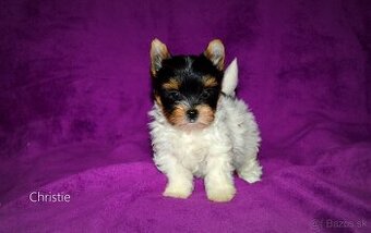 Biewer-yorkshirsky terier  mini s pp