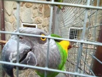 Papagáj senegalský