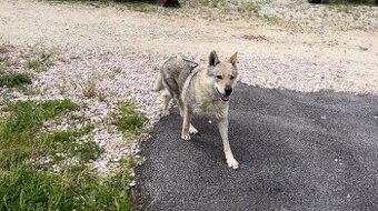 Darujem fenku – Československý vlčiak - 1