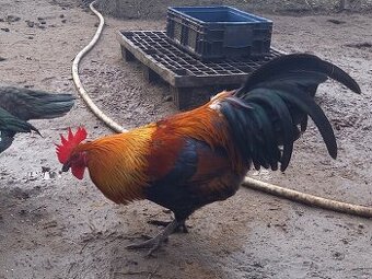 Zlata Ceska Kropienata KOHUT 2025