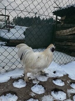 Hodvabnička- kohút