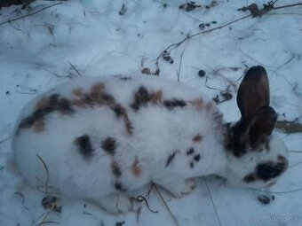 Dalmatínsky rex trojfarebný