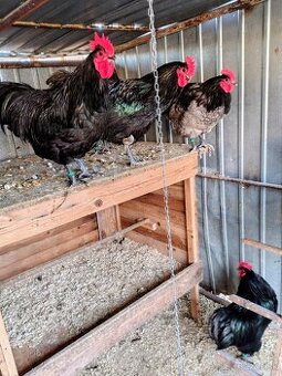 Predám kohútov australorpka