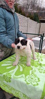 Stredoázijsky ovčiak