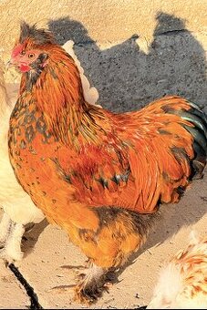 Zakrslý holokrký kohút – 5 mesiacov – výnimočný vzhľad