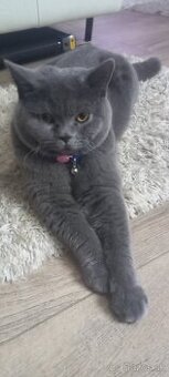 Kocur britsky krytie