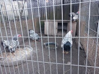 Nasadové vajíčka zdr. wyandotky striebornej čierno lemovanej