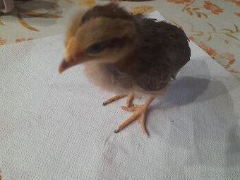 Kuriatka vlaška jarabičia