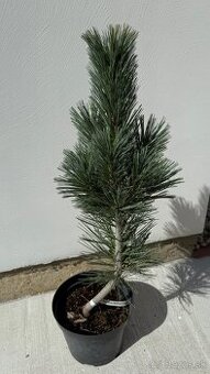 Borovica ohybná Vandervolfs Pyramid 80 cm