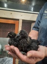 3-týždňové kuričky  Bovans a Black Star. T-Šafárikovo. - 1