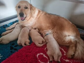 Zlatý retriever - šteniatka s preukazom pôvodu