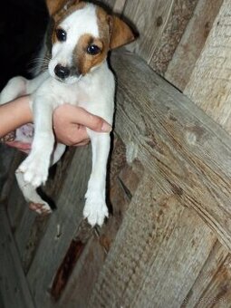 Jack Russell teriér