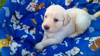 Zlatý retriever šteniatka