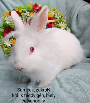 Zakrslý králik teddy gén s VP - samček biely červenooký