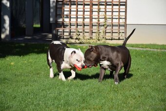 Šteniatká Amerického staffordshire teriéra - Blue - 1