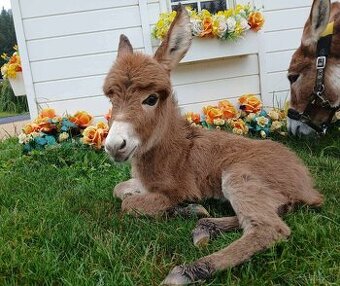 Stredozemný miniatúrny somárik