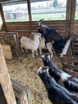 Ponúkam capa na krytie