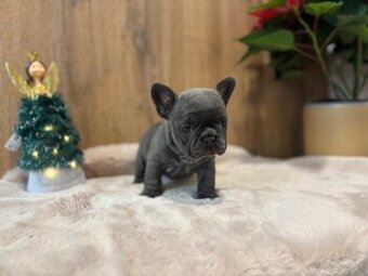 Francouzsky buldoček modrý