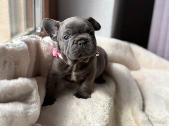 Francouzsky buldoček modrý