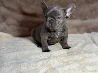 Francouzsky buldoček modrý