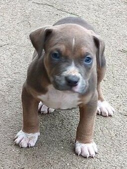 American bully