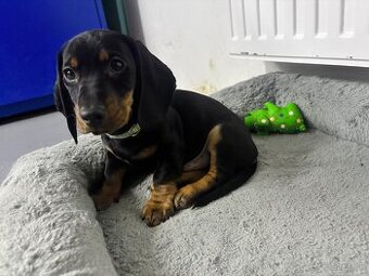 Jazvečík kratkosrstý