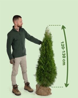 TUJE SMARAGD Premium-Rimavská Sobota