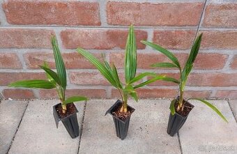 Trachycarpus wagnerianus - sadenice - 1